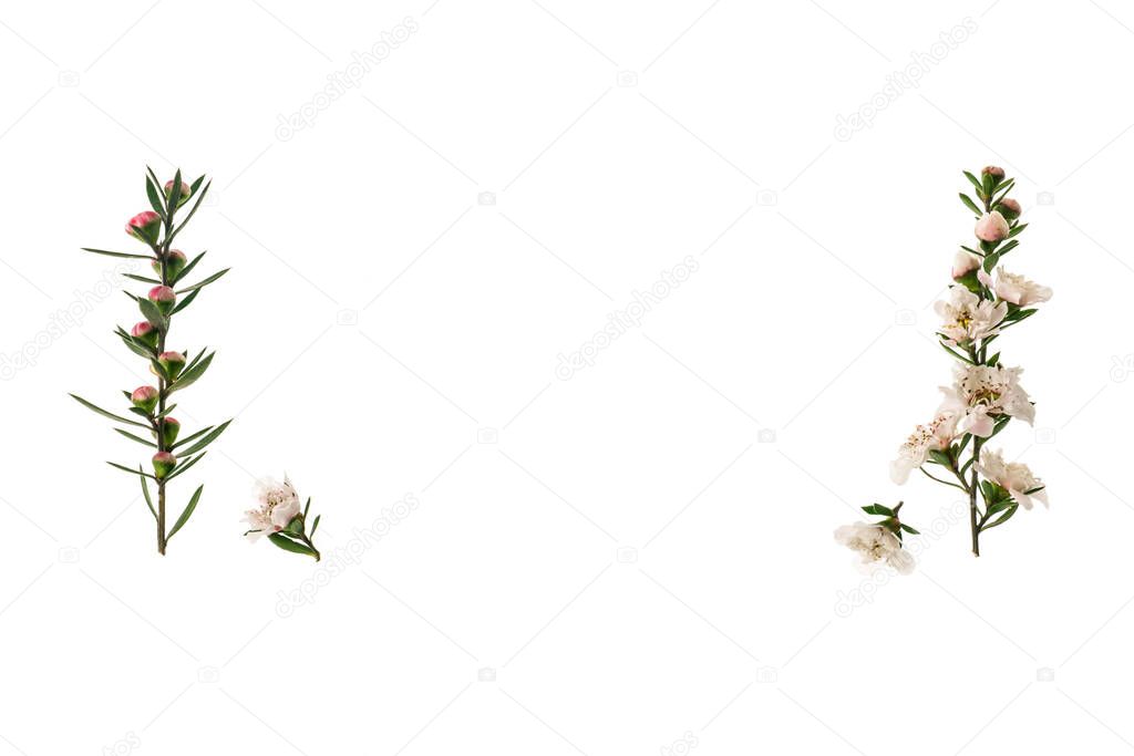 closeup of white New Zealand teatree flowers in bloom with copy space in middle