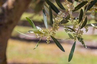 Zeytin dalı uzatılmış çiçek açmış ve arka planda bulanıklık