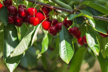 Arkaplanı bulanık olan kiraz ağacının dalına olgun kirazların yakın plan görüntüsü ve kopyalama alanı