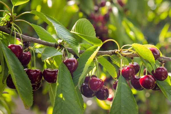 Detalle Cerezas Maduras Colgando Una Rama Cerezo Con Fondo Borroso — Foto de Stock