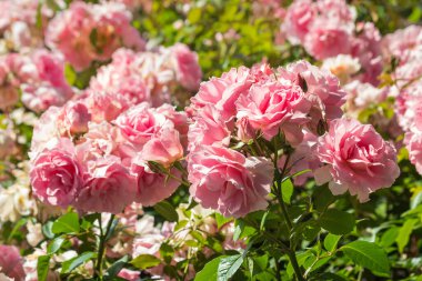 closeup of double flowered antique pink roses in bloom with blurred background and copy space