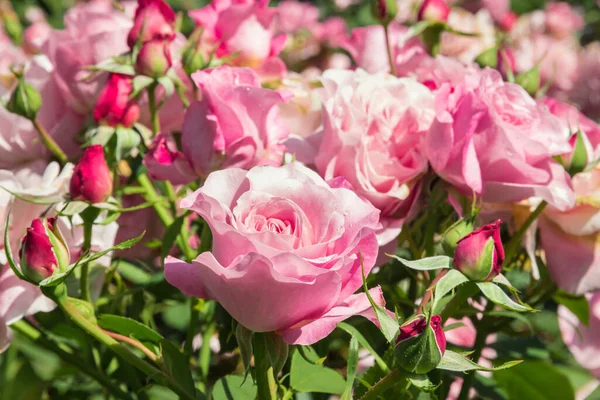 Cama Rosas Rosadas Flor Con Fondo Borroso Espacio Copia — Foto de Stock