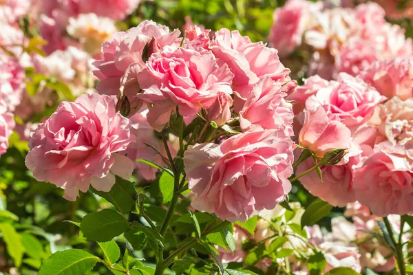 Cama Rosas Inglesas Flores Dobles Rosadas Flor Con Fondo Borroso — Foto de Stock