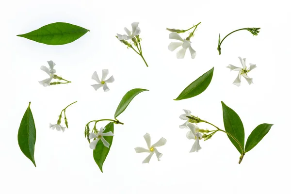 Közelkép Csillag Jázmin Virágok Levelek Elszigetelt Fehér Alapon — Stock Fotó