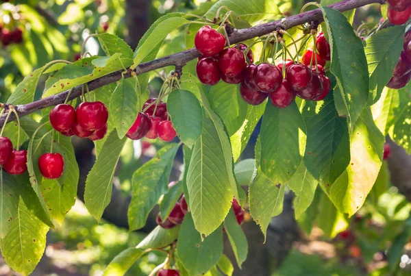 Cerisier Stella Aux Cerises Mûres Accroché Une Branche Poussant Dans — Photo