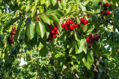 Olgun kirazlı kiraz ağacı dala asılı ve uzay körüğünü kopyala