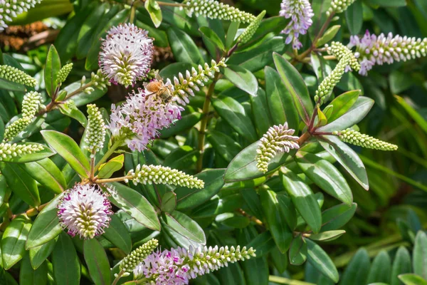 Bij Bestuivende Roze Nieuw Zeeland Hebe Bloemen Bloei Met Wazig — Stockfoto