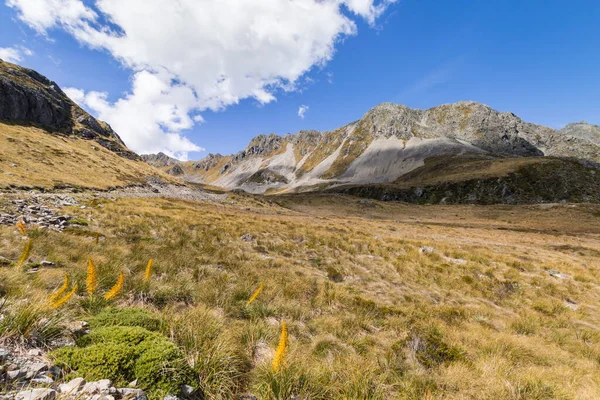 Alpine Meadow Giant Speargrass Valley Southern Alps South Island New — Foto de Stock