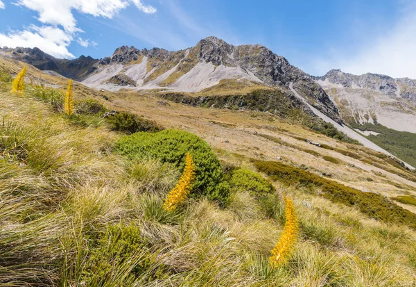 Hierba Lanza Gigante Creciendo Prado Alpino Parque Nacional Nelson Lakes — Foto de Stock