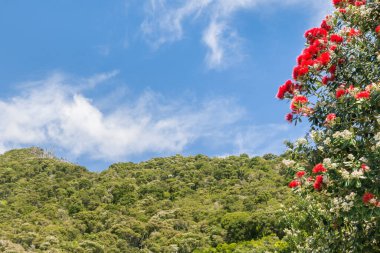 Yeni Zelanda pohutukawa ağacı çiçek açan kırmızı çiçekler, yağmur ormanı ve arka planda mavi gökyüzü