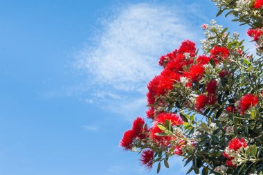 Pohutukawa - Yeni Zelanda Noel ağacı mavi gökyüzü arka planında açan parlak kırmızı çiçeklerle