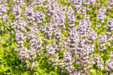 Bahçe kekiğine yakın, çiçek açmış organik bitki bahçesinde yetişiyor.