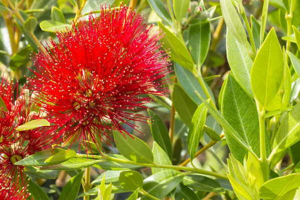 Közelkép Pohutukawa Piros Virágok Virágzik Zöld Levelek Másolás Tér — Stock Fotó