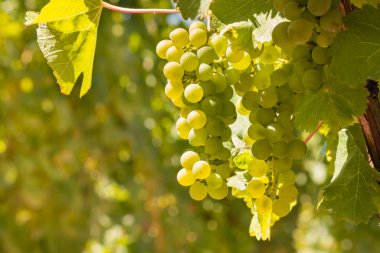 closeup of bunches of ripe Sauvignon Blanc grapes on vine in vineyard at harvest time with blurred background and copy space clipart