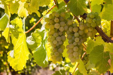 Olgun Pinot Gris üzümleri hasat zamanı üzüm bağında yetişir.