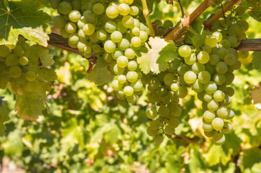 Sarmaşıkta sallanan olgun Pinot gris üzümlerinin yakın planında bulanık bir arka plan var.