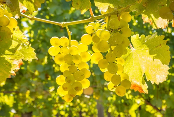 Detailní Záběr Podsvícených Svazků Sauvignon Blanc Hroznů Visících Vinici Vinici — Stock fotografie