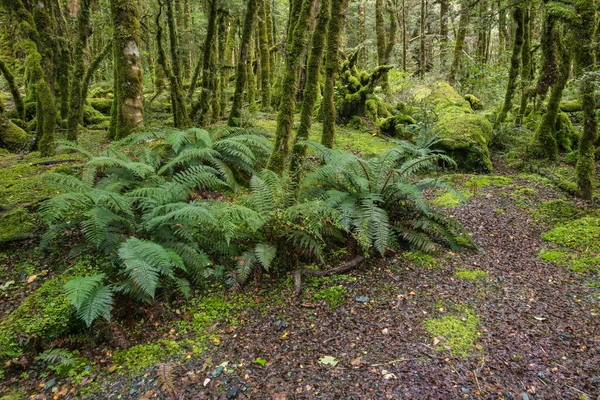 Dziewiczy Tropikalny Las Deszczowy Paprociami Porośniętymi Mchem Drzewami Parku Narodowym — Zdjęcie stockowe