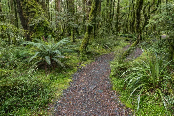 Sentier Randonnée Menant Travers Forêt Tropicale Vierge Nouvelle Zélande Avec — Photo