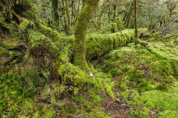 Mech Pokryty Opadłym Pniem Drzewa Lesie Deszczowym Parku Narodowym Fiordland — Zdjęcie stockowe