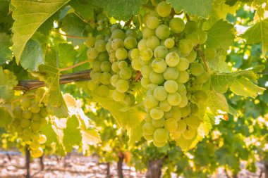Hasat zamanı üzüm bağında sallanan olgun Sauvignon Blanc üzümleri.