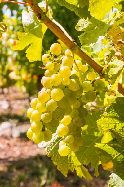 Grappes Raisins Riesling Blanc Rétro Éclairé Suspendues Vigne Dans Vignoble — Photo