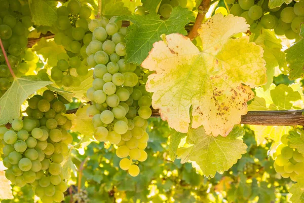 Zbliżenie Dojrzałych Grona Winogron Chardonnay Wiszących Winnicy Obraz Stockowy