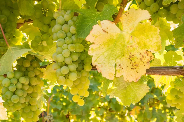 Closeup Ώριμων Τσαμπιά Από Σταφύλια Chardonnay Κρέμονται Στην Άμπελο Αμπελώνα Εικόνα Αρχείου