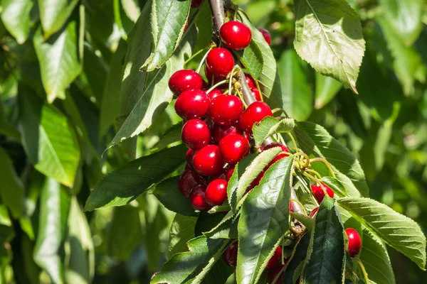 Grappe Cerises Stella Mûres Suspendues Sur Branche Cerisier Avec Fond — Photo