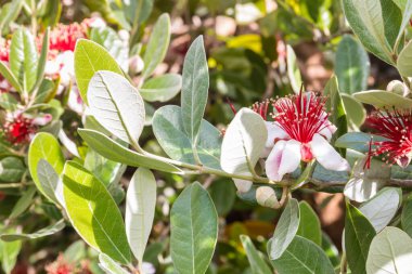 Acca sellowiana ağacı, çiçek açan parlak kırmızı çiçekler ve bulanık arkaplan