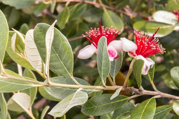Fayjoa ağacının parlak kırmızı çiçekli dalına yakın çekim