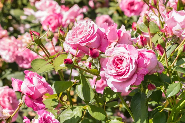 Primer Plano Rosas Rosadas Doble Flor Con Fondo Borroso — Foto de Stock