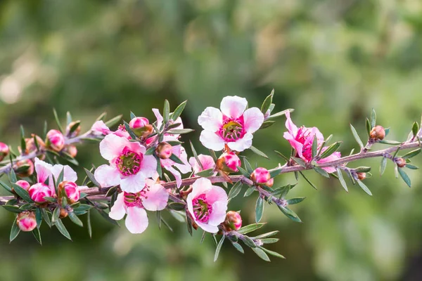 Pembe Yeni Zelanda Çay Ağacı Çiçeğinin Ayrıntıları Bulanık Arkaplan Boşluğu — Stok fotoğraf