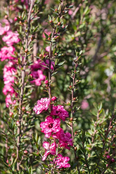 New Zealand Tea Tree Bush Pink Flowers Bloom — Zdjęcie stockowe