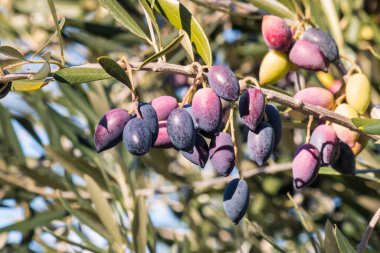 Olgun ve olgunlaşmamış Kalamata zeytinleri bulanık arkaplanlı zeytin dalında asılı ve kopyalama alanı