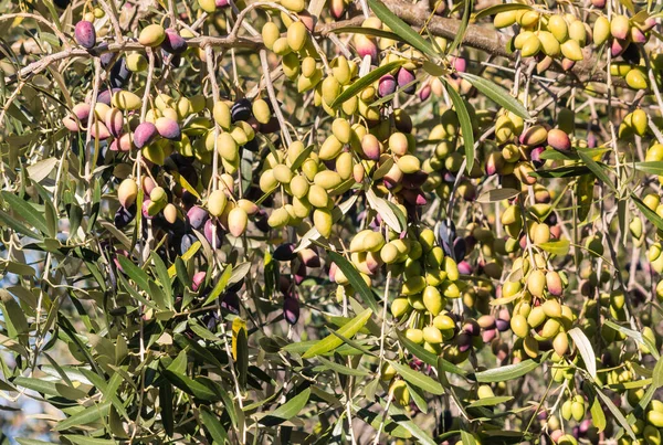 Оливковое Дерево Каламата Ветвях Которого Свисают Маслины — стоковое фото