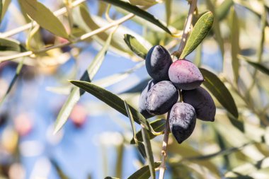Bulanık arkaplanlı zeytin dalında sallanan olgun Calamata zeytinleri 