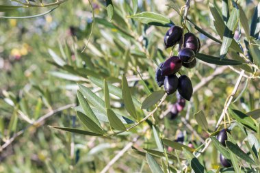 Olgun zeytin dalında asılı Yunan calamata zeytin ağacı