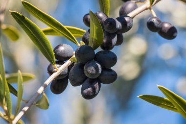 cluster of ripe black Spanish olives hanging on olive tree branch against blurred blue sky background