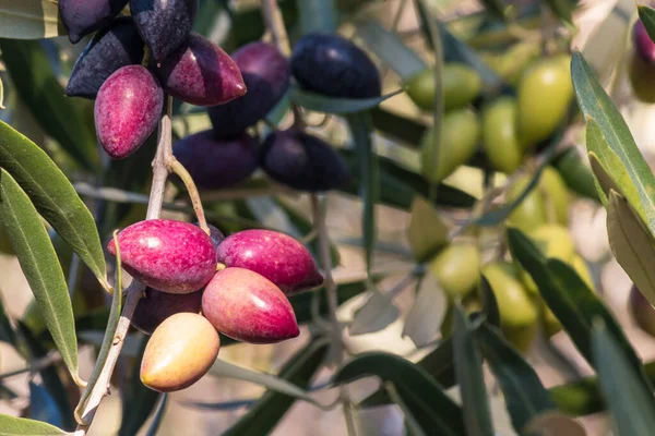 Szczegóły Dotyczące Organicznych Oliwek Kalamata Dojrzewających Gałązce Drzewa Oliwnego Rozmytym Zdjęcie Stockowe