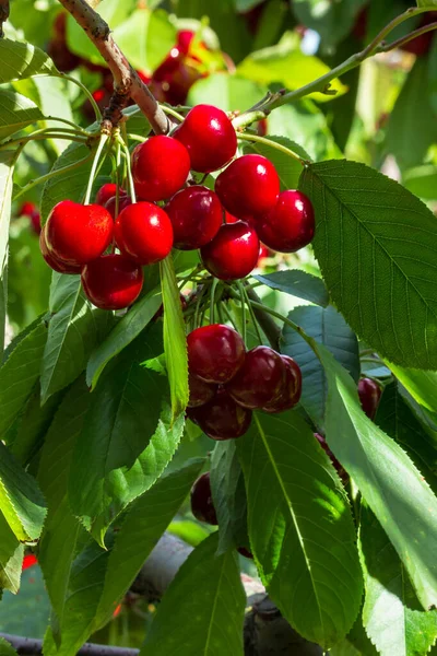 Grappe Cerises Mûres Stella Accrochées Cerisier Sur Fond Flou — Photo