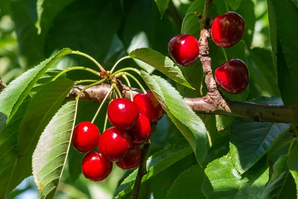 Közel Érett Organikus Stella Cseresznye Lóg Cseresznyefa Ágon Levelek Homályos — Stock Fotó