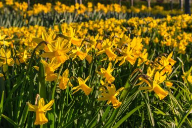 Minyatür nergislerin yakın plan görüntüsü parktaki çiçekli ve bulanık arkaplan ve kopyalama alanı