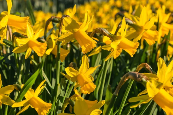 Close Van Dwerg Gele Narcissen Bloei Met Wazig Achtergrond Rechtenvrije Stockfoto's