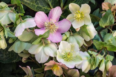 Tüylü gül - Beyaz ve pembe karacaot desenli çiçekler bulanık arka planda