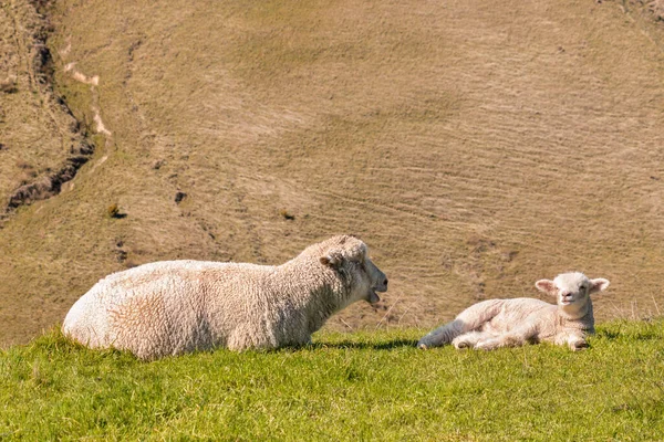 Oveja Con Cordero Recién Nacido Tomando Sol Prado Primavera Con — Foto de Stock