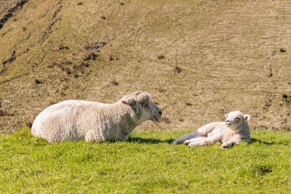 Primer Plano Oveja Con Cordero Recién Nacido Tomando Sol Sobre — Foto de Stock