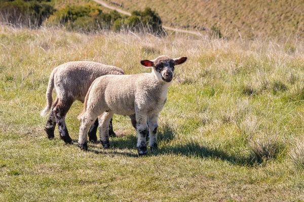 黒と白の2匹の子羊が春の牧草地で放牧され — ストック写真