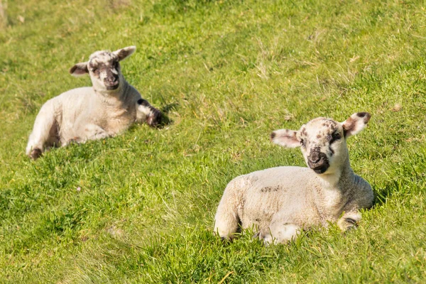 Primer Plano Dos Corderos Recién Nacidos Tomando Sol Sobre Hierba — Foto de Stock