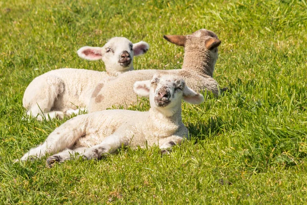 Trois Agneaux Nouveau Nés Mignons Prélasser Sur Herbe Verte Avec — Photo